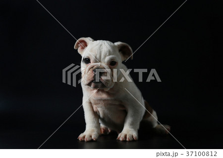 purebred English Bulldog puppy purebred English Bulldog puppy 37100812