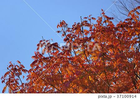 ハゼノキの紅葉　「櫨紅葉（はぜもみじ）」 37100914