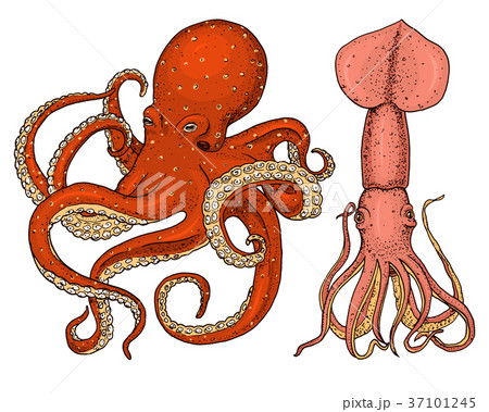sea creature octopus and squid. calamari engraved 37101245
