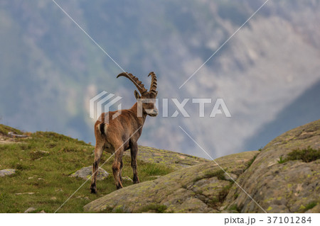 Ibex, Range of Mont Blanc, France Ibex, Range of Mont Blanc, France 37101284