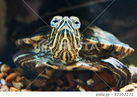 Small red-eared turtle 37102271