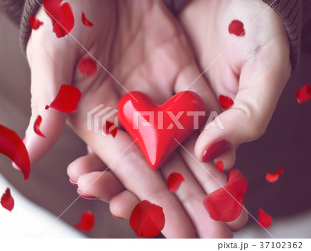 Heart in woman hands and red petals Heart in woman hands and red petals 37102362