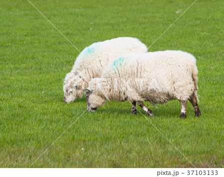 Two sheeps grazing on the meadow - Ovis aries Two sheeps grazing on the meadow - Ovis aries 37103133