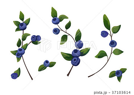 Vector element set: blueberry branch, leaf, berry 37103614