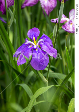 花菖蒲 花菖蒲 37105956