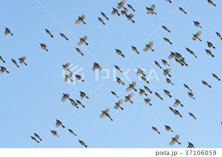 ヒヨドリ ヒヨドリ 37106059