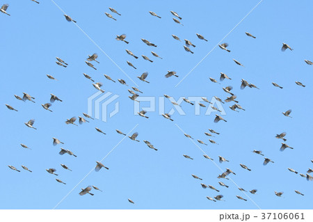 ヒヨドリ ヒヨドリ 37106061