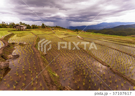 Rice fields on terraced 37107617