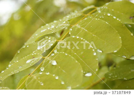 水に濡れる葉 37107849
