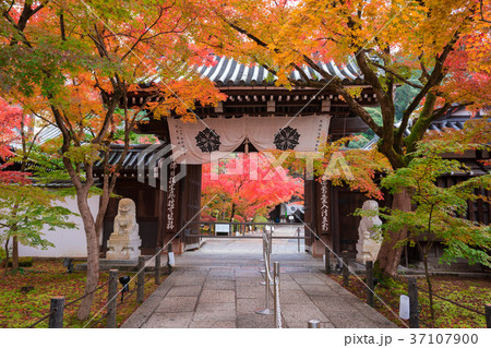 京都　永観堂の紅葉　 37107900