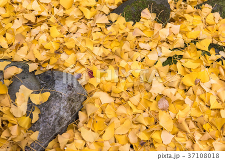 銀杏の落ち葉 37108018