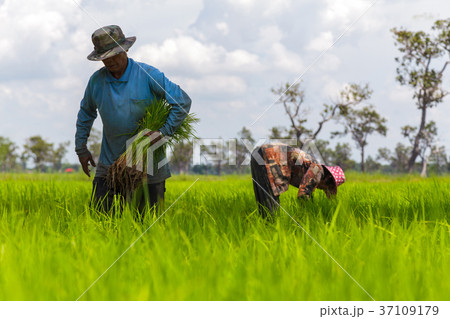 Farmers working in rice field 37109179