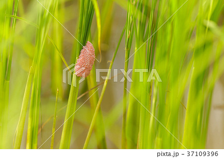 Channeled apple or Golden Apple Snail 37109396