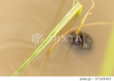 Channeled apple or Golden Apple Snail 37109403