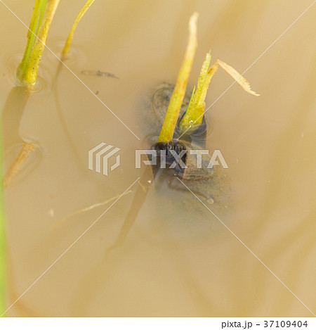 Channeled apple or Golden Apple Snail 37109404