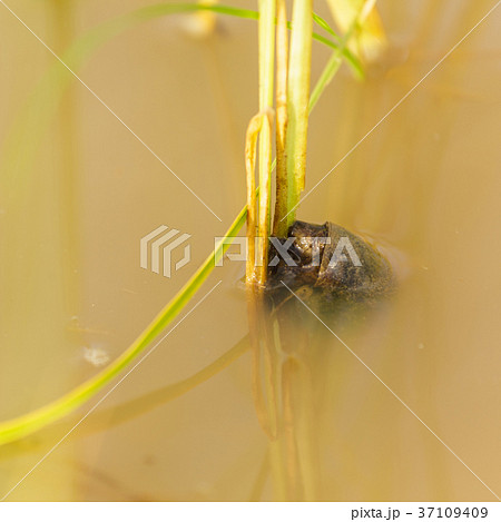 Channeled apple or Golden Apple Snail 37109409