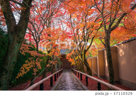 京都　光悦寺の紅葉　 37110326