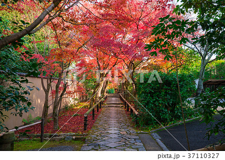 京都　光悦寺の紅葉　 37110327