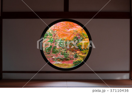 京都　源光庵の紅葉　悟りの窓 37110436