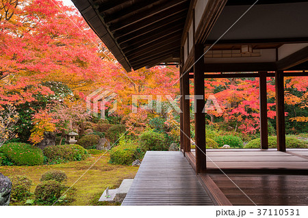 京都　源光庵の紅葉 37110531