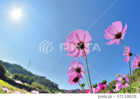 花 フラワー お花 37110620