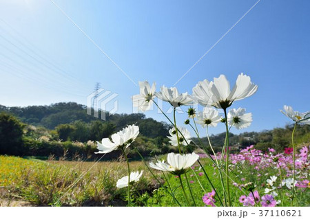 花 フラワー お花 37110621
