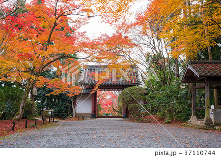 京都　常照寺の紅葉 37110744