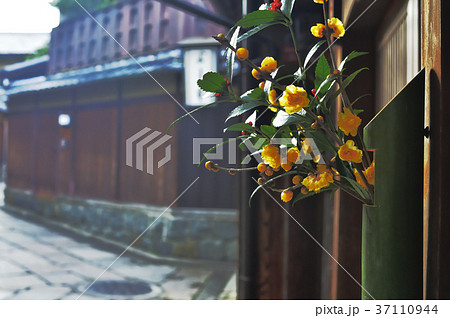 京都　石堀小路の正月風景 37110944