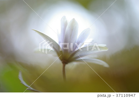 ユキワリイチゲ ユキワリイチゲ 37110947