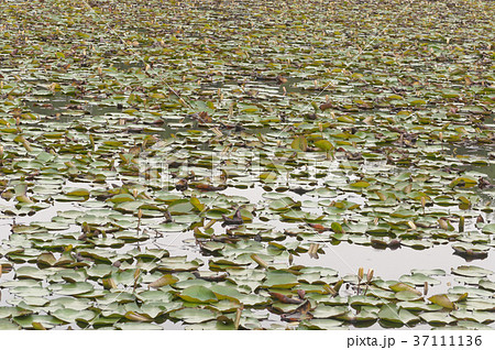 睡蓮が浮かぶ池 37111136
