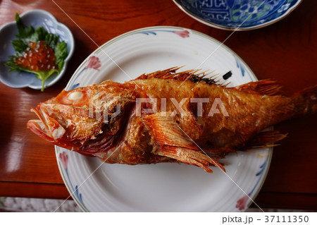 キンキン　吉次　焼き魚 37111350