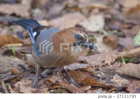 ミヤマカケス-Eurasian jay 37111795