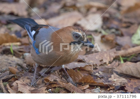 ミヤマカケス-Eurasian jay 37111796