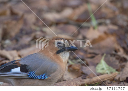 ミヤマカケス-Eurasian jay ミヤマカケス-Eurasian jay 37111797