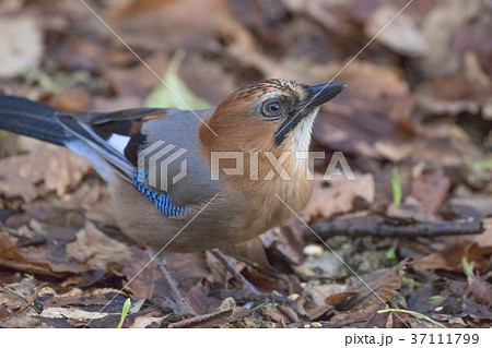 ミヤマカケス-Eurasian jay 37111799