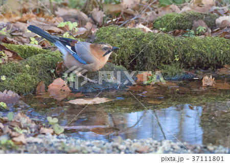ミヤマカケス-Eurasian jay 37111801