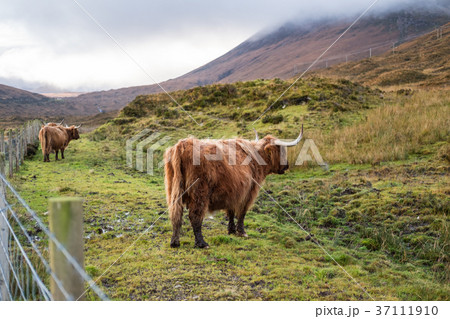 Two Highland Cattle, a Scottish cattle breed. Two Highland Cattle, a Scottish cattle breed. 37111910