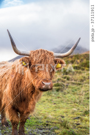 Close up of Highland Cattle Close up of Highland Cattle 37111911