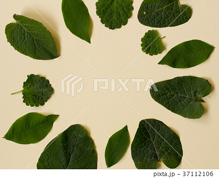 Collection of garden leaves isolated on creme Collection of garden leaves isolated on creme 37112106
