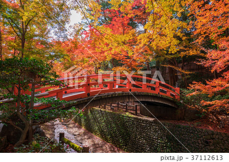 京都　北野天満宮　もみじ苑の紅葉　 37112613