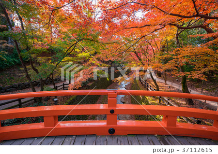 京都 北野天満宮 もみじ苑の紅葉 の写真素材