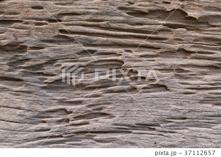 texture of traces of termites eat wood texture of traces of termites eat wood 37112657
