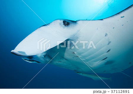マンタ（顔アップ） 37112691