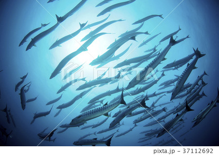 バラクーダ 37112692