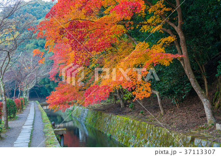 京都 哲学の道 紅葉 京都 哲学の道 紅葉 37113307