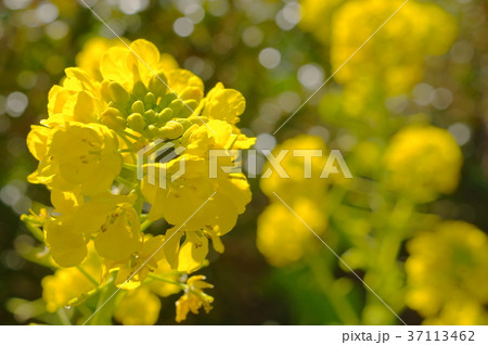 菜の花（クローズアップ） 37113462