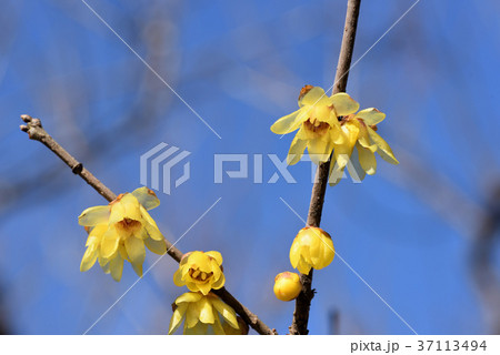 ロウバイ 37113494