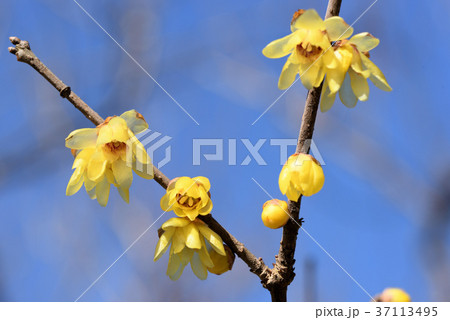 ロウバイ 37113495