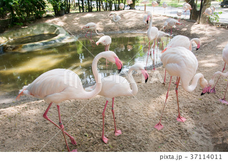 Beautiful bird flamingo in the khaokheow zoo. Beautiful bird flamingo in the khaokheow zoo. 37114011