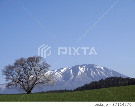 風景写真 日本の風景 一本桜 岩手山 小岩井農場 風景写真 日本の風景 一本桜 岩手山 小岩井農場 37114270